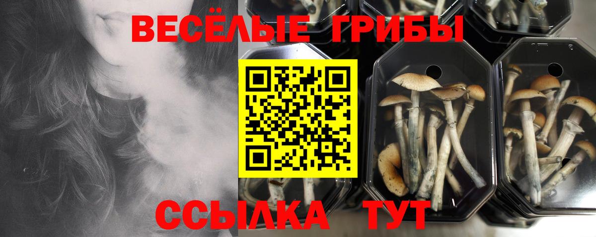 Псилоцибиновые грибы ЛСД Ессентуки